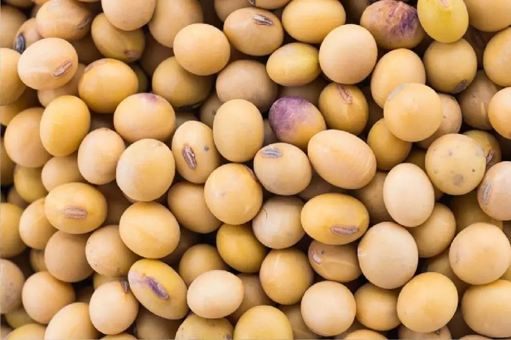 Food such as soybeans shown here